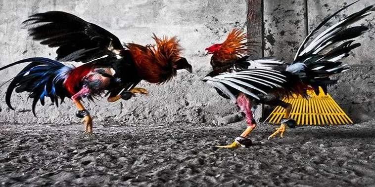 Cách Chơi Đá Gà GA28 Tại Dafabet Đảm Bảo Thắng Lớn Cho Người Mới 2 Cách Chơi Đá Gà GA28 Tại Dafabet Đảm Bảo Thắng Lớn Cho Người Mới