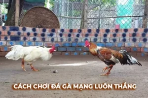 Hướng Dẫn Cách Chơi Đá Gà Sabong Tại Dafabet Để Thắng Lớn Nhanh Chóng