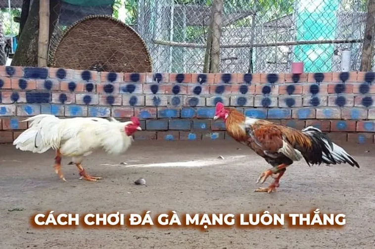 Hướng Dẫn Cách Chơi Đá Gà Sabong Tại Dafabet Để Thắng Lớn Nhanh Chóng