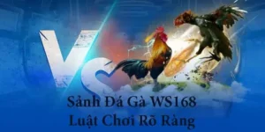 Bí Kíp Chinh Phục Đá Gà WS168 Tại Dafabet Dành Cho Tân Thủ Thắng Lớn